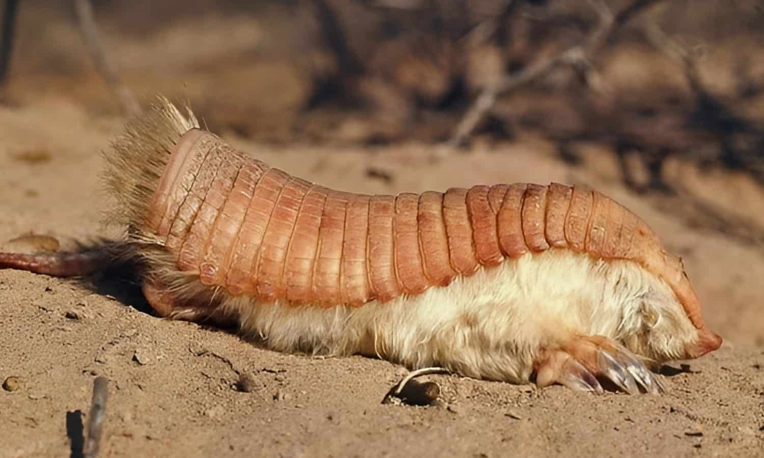 Endangered Pink Fairy Armadillo, the world’s smallest armadillo species, adapted to sandy deserts and grasslands of Argentina