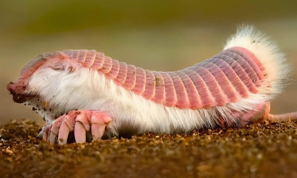 Endangered Pink Fairy Armadillo, the world&rsquo;s smallest armadillo species, adapted to sandy deserts and grasslands of Argentina