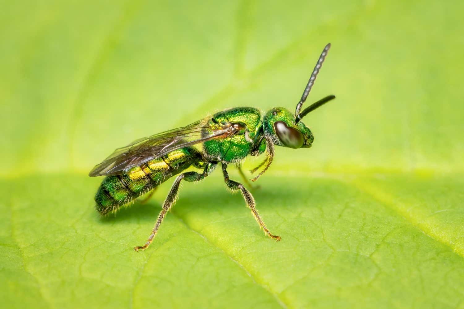 Metallic green sweat bee posing on its four hindlegs on a leaf with copy space