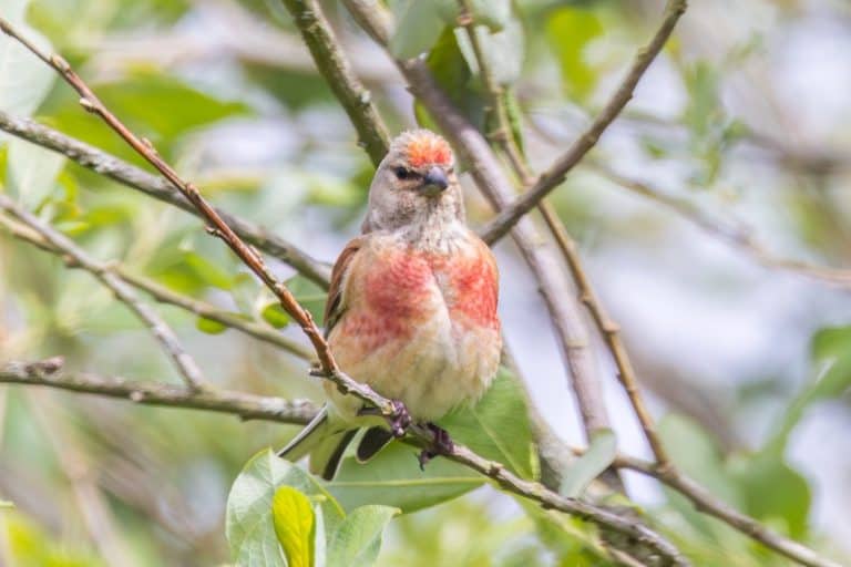 Male Common Linnet with Red Breast Perched in Foliage
