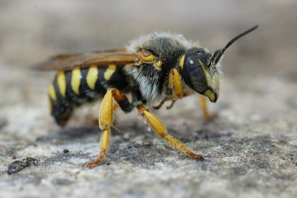 Natural closeup on a colorful Red-Resin Bee , Rhodanthidium septemdentatum in Southern France