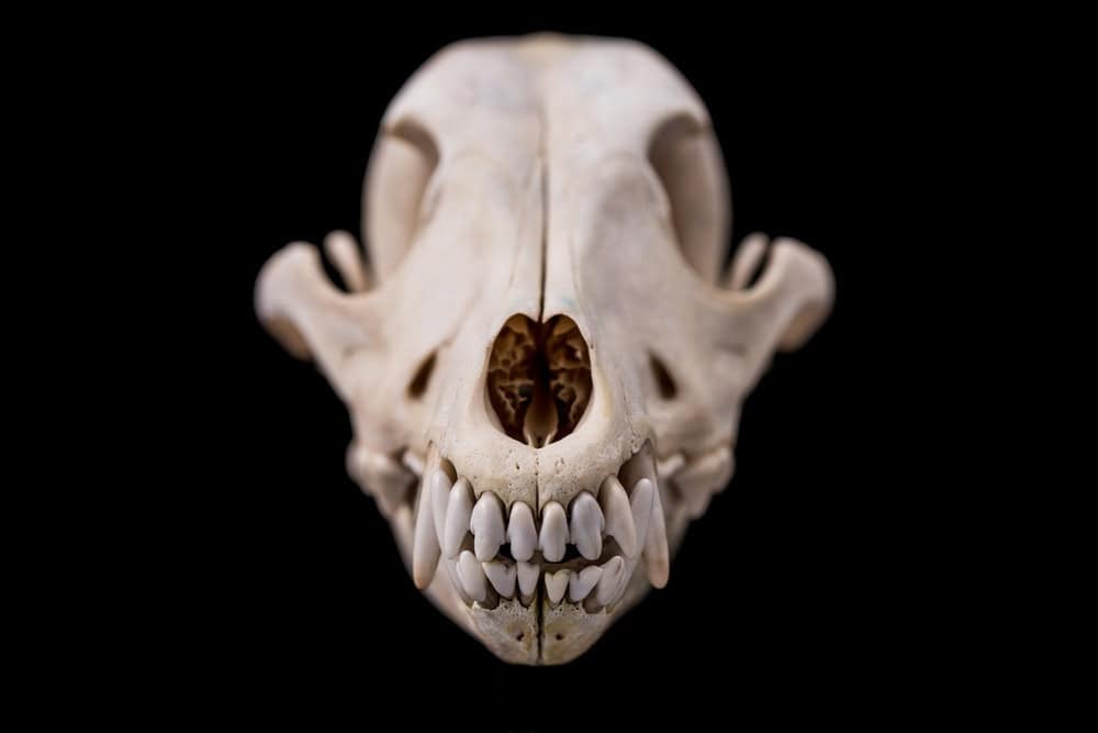 Dog skull isolated on black background. Animal skull.
