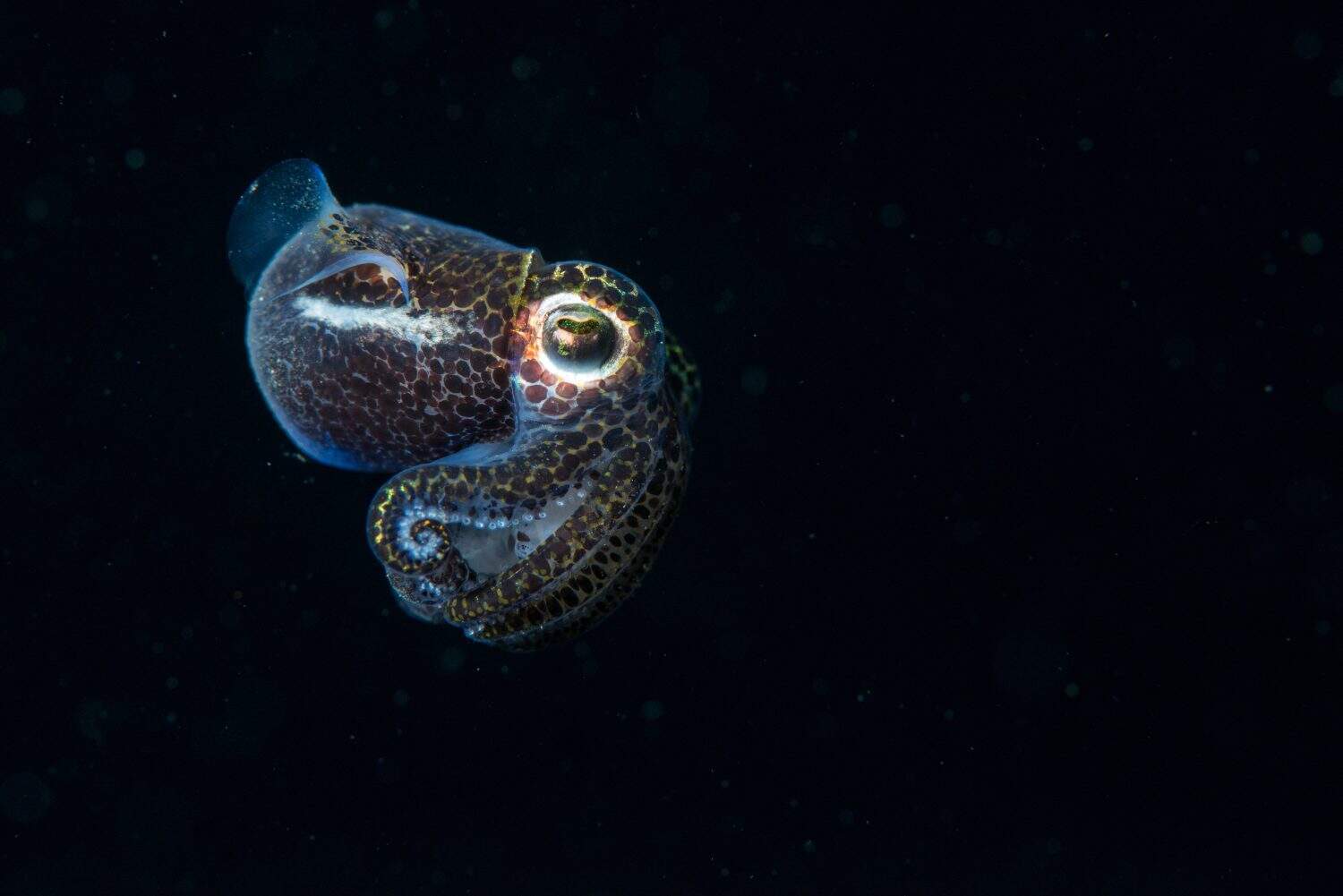 the side view of a bobtail squid during night dive while swimming in the water column