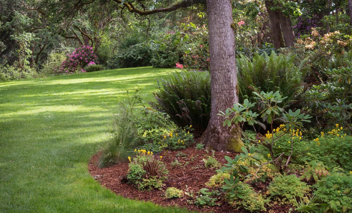 Dappled sunlight decorates the lawn of shady park filled with native plants in Eugene Oregon.