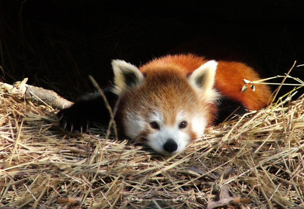View of a resting red panda cub