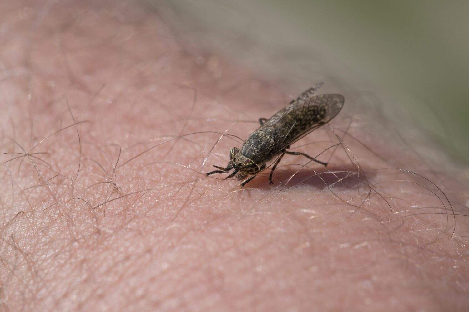 Botfly stands in human skin