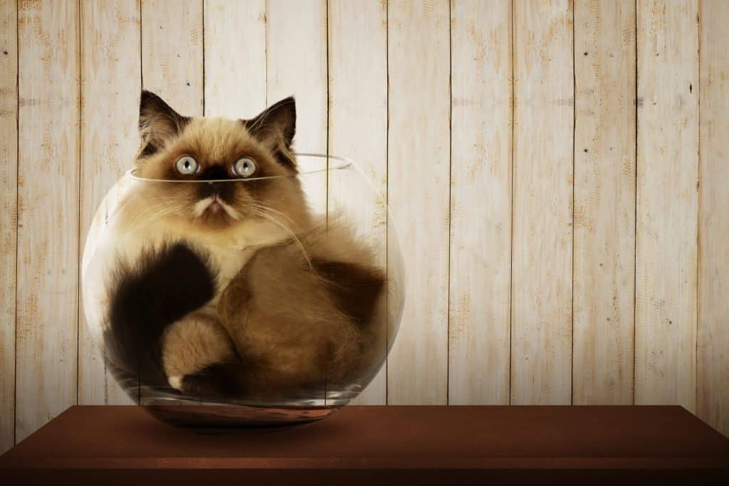 Cute persian cat inside glass bowl on the wooden desk