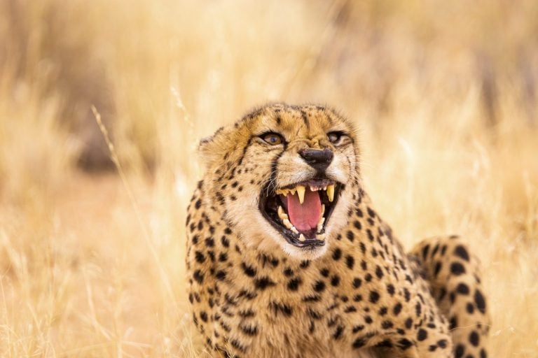 Closeup of angry cheetah