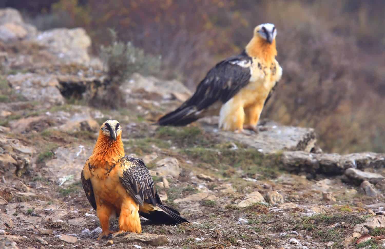 Bearded Vulture photographed in the Pyrenees of Spain