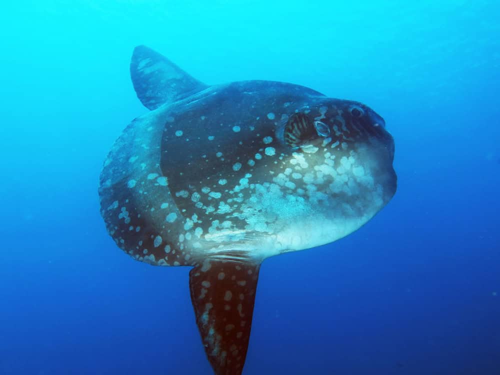 Giant sunfish (Mola mola) in blue water, Bali                   