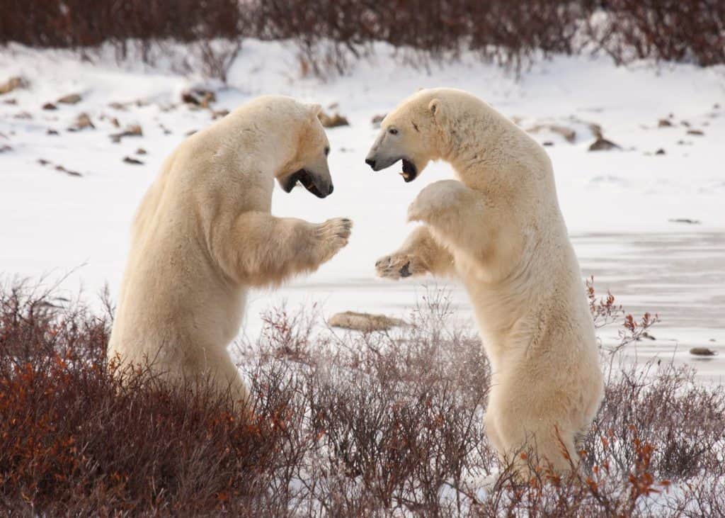 two polar bears facing off, standing on hind legs preparing to grapple like sumo wrestlers; standing against white snow and red bushes
