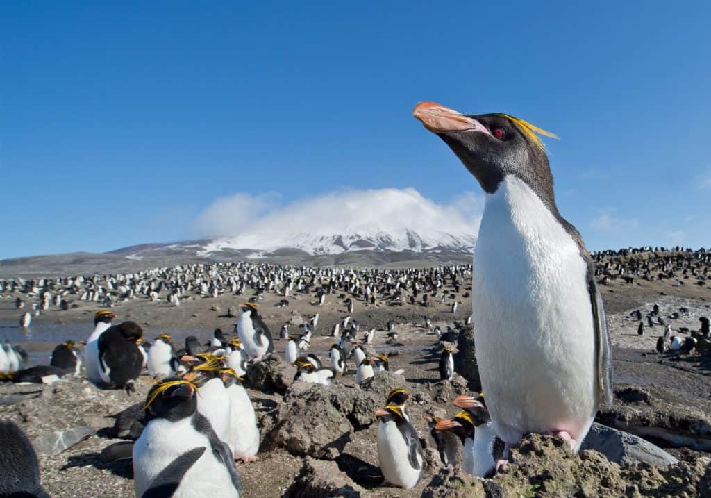 Macaroni penguin in huge colony with snowy mountain in the background, blue sky, South Sandwich Islands, Antarctica