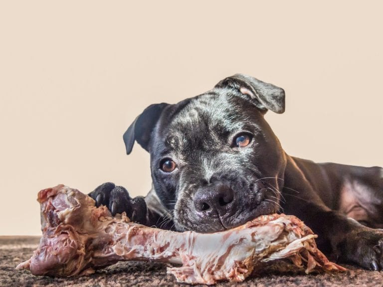 A dog holding and chewing, eating a bone. He is lying down looking at the camera.