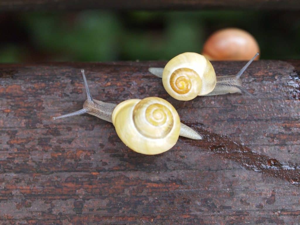 Snail crossing