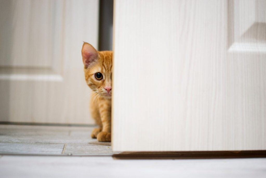 red cat peeking out from behind the door