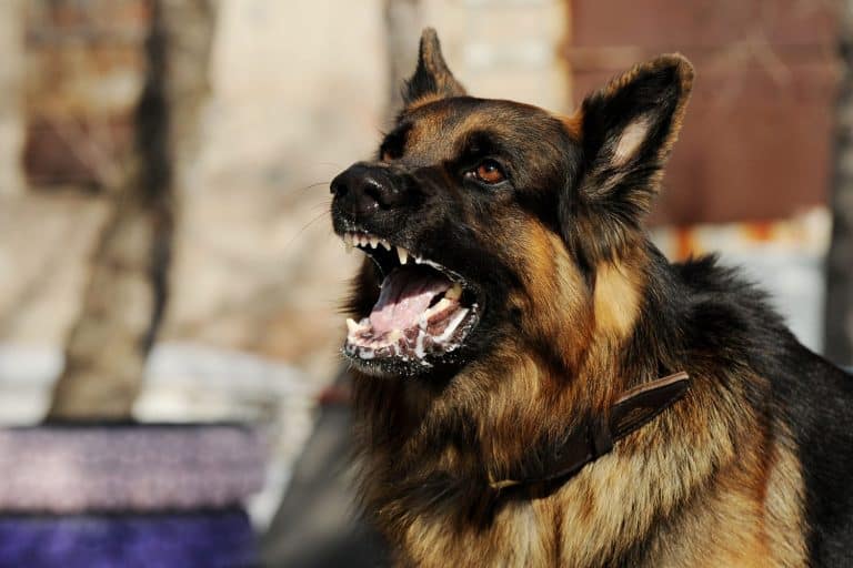 aggressive, angry dog
