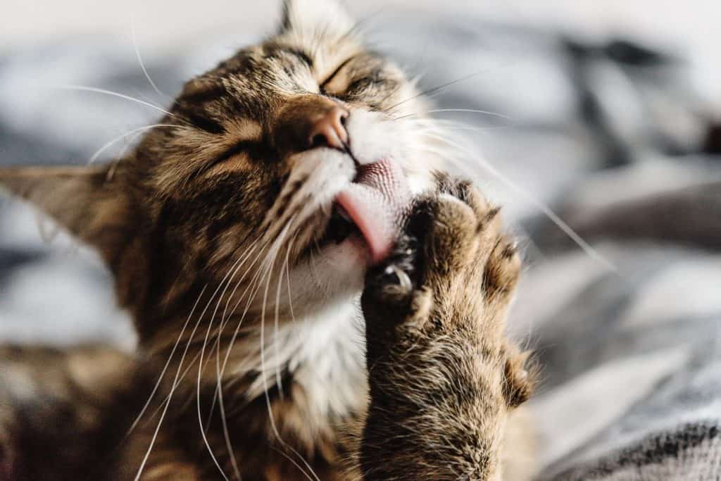 beautiful cute cat licking his paw on stylish bed with funny emotions on background of room
