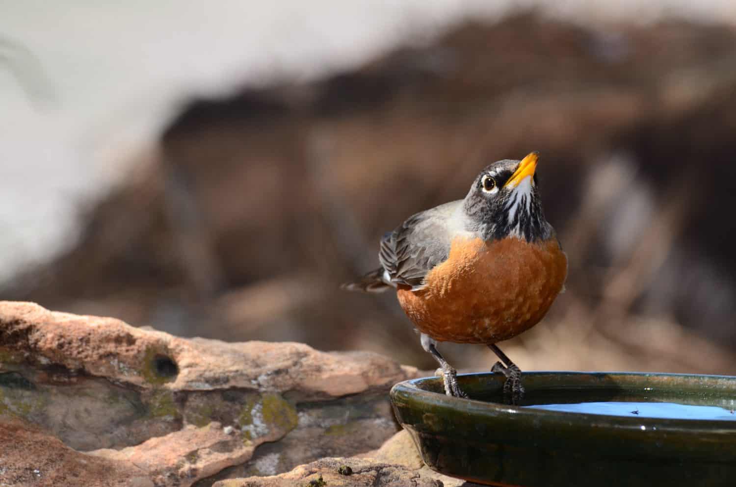Southwest USA Beautiful American Robins are gray-brown birds with warm orange underparts and dark heads Reddish orange breast and sides Female have paler head and tail than Males.