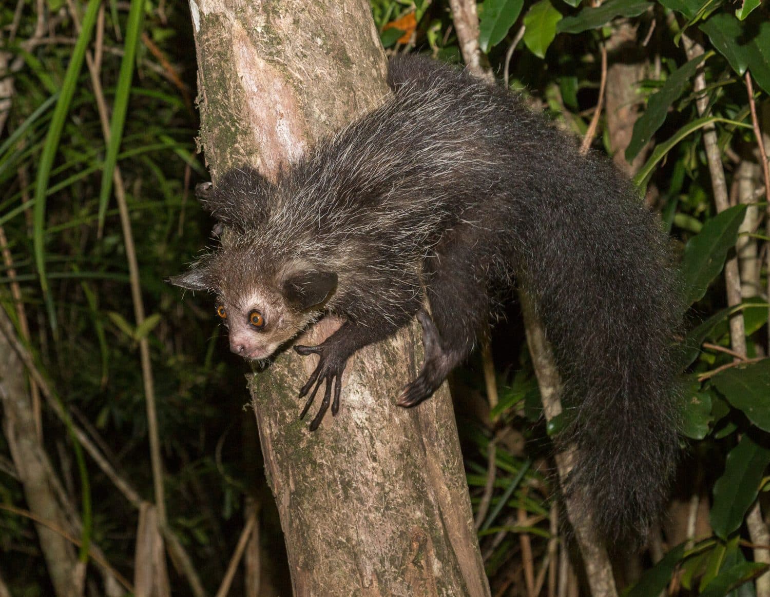 Aye-Aye lemur sitting on the tree, Madagascar