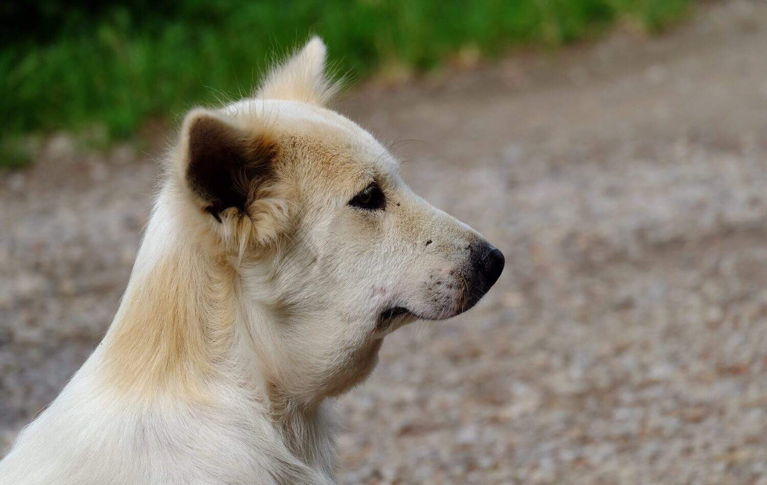 Dog get stung by bee