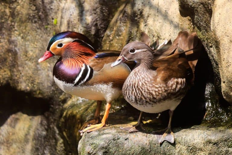 Mandarin Duck, Aix galericulata, swimming in a small pond.