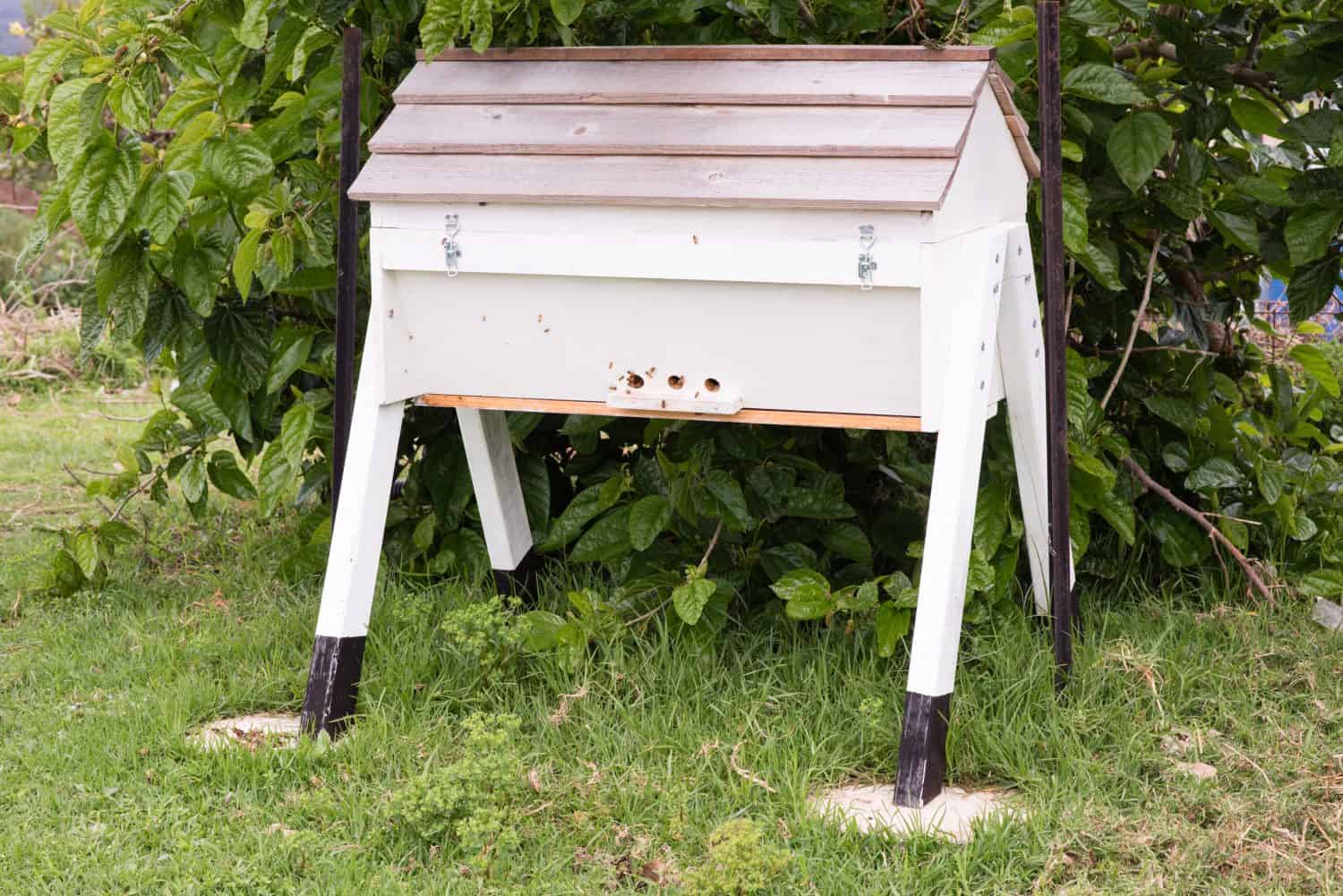 Handmade kenyan top bar beehive against mulberry tree with bees at entrance