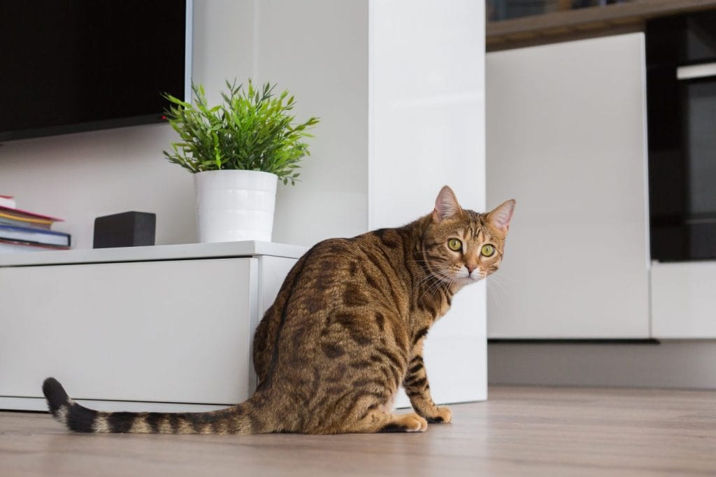 Hungry Bengal cat sits on the floor and waiting for his meal.