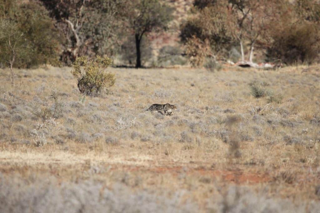 A large feral cat stalks prey on a desert plain in outback central Australia.