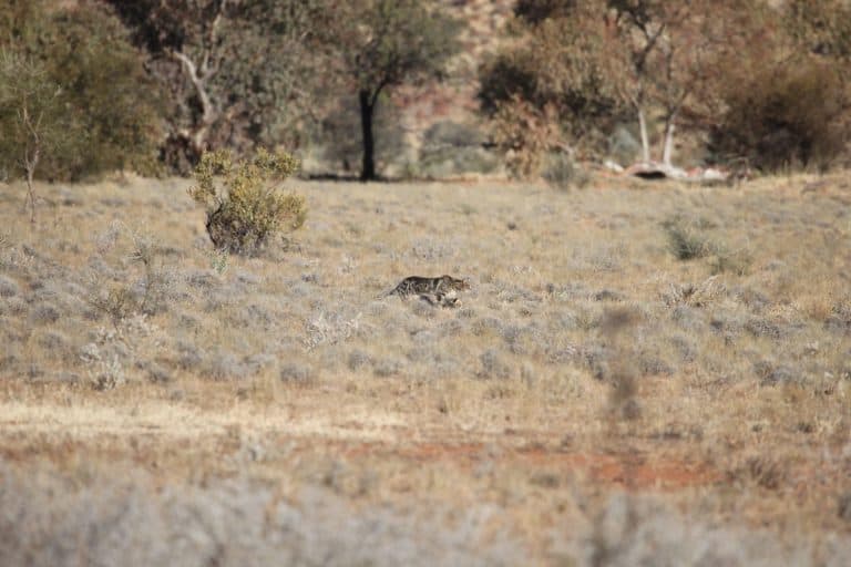A large feral cat stalks prey on a desert plain in outback central Australia.