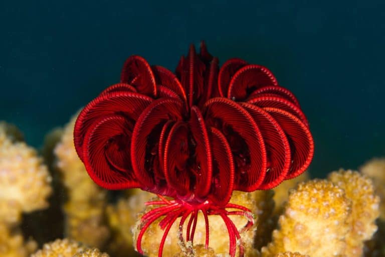 feather star