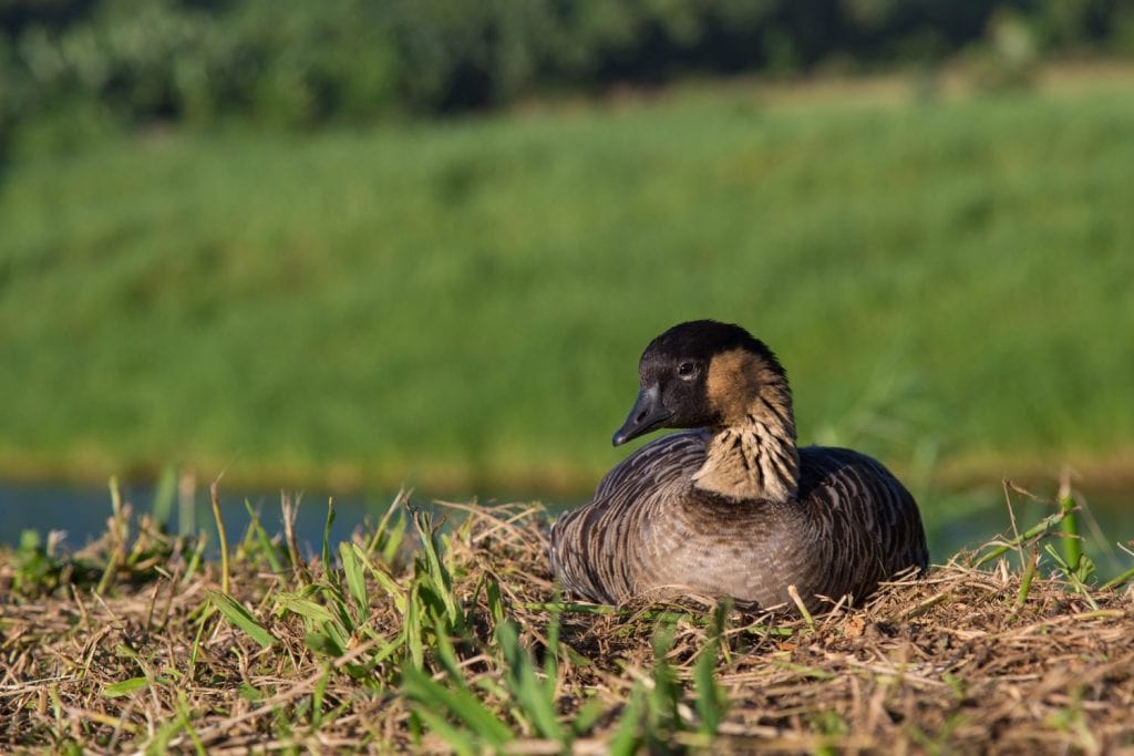 An endangered Nene goose sitting on nest, in Kauai, Hawaii. It is the protected and native State bird of Hawaii. Endemic to the Hawaiian islands.