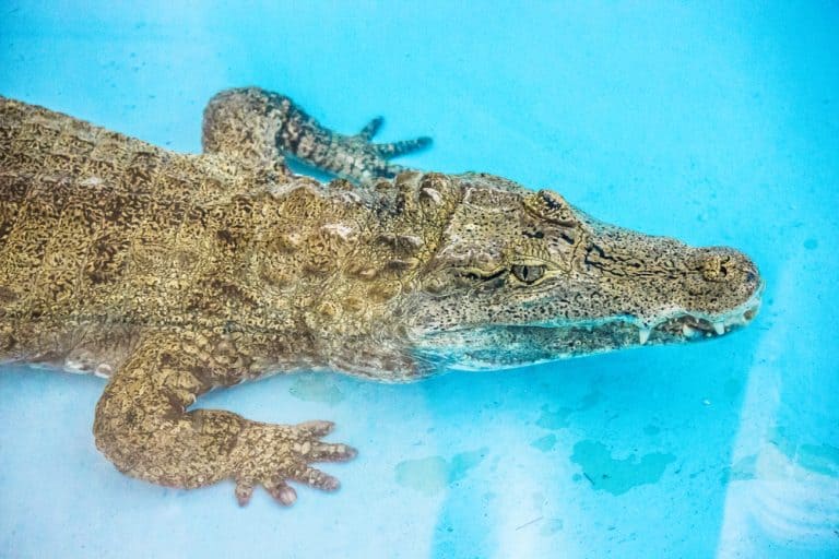 alligator in swimming pool florida, usa