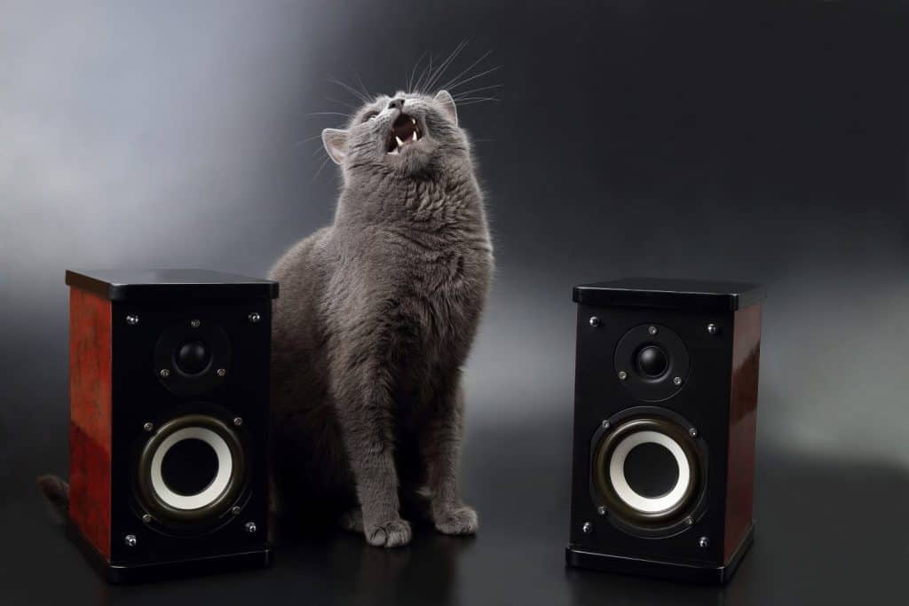 gray cat with open mouth singing with two stereo audio speakers