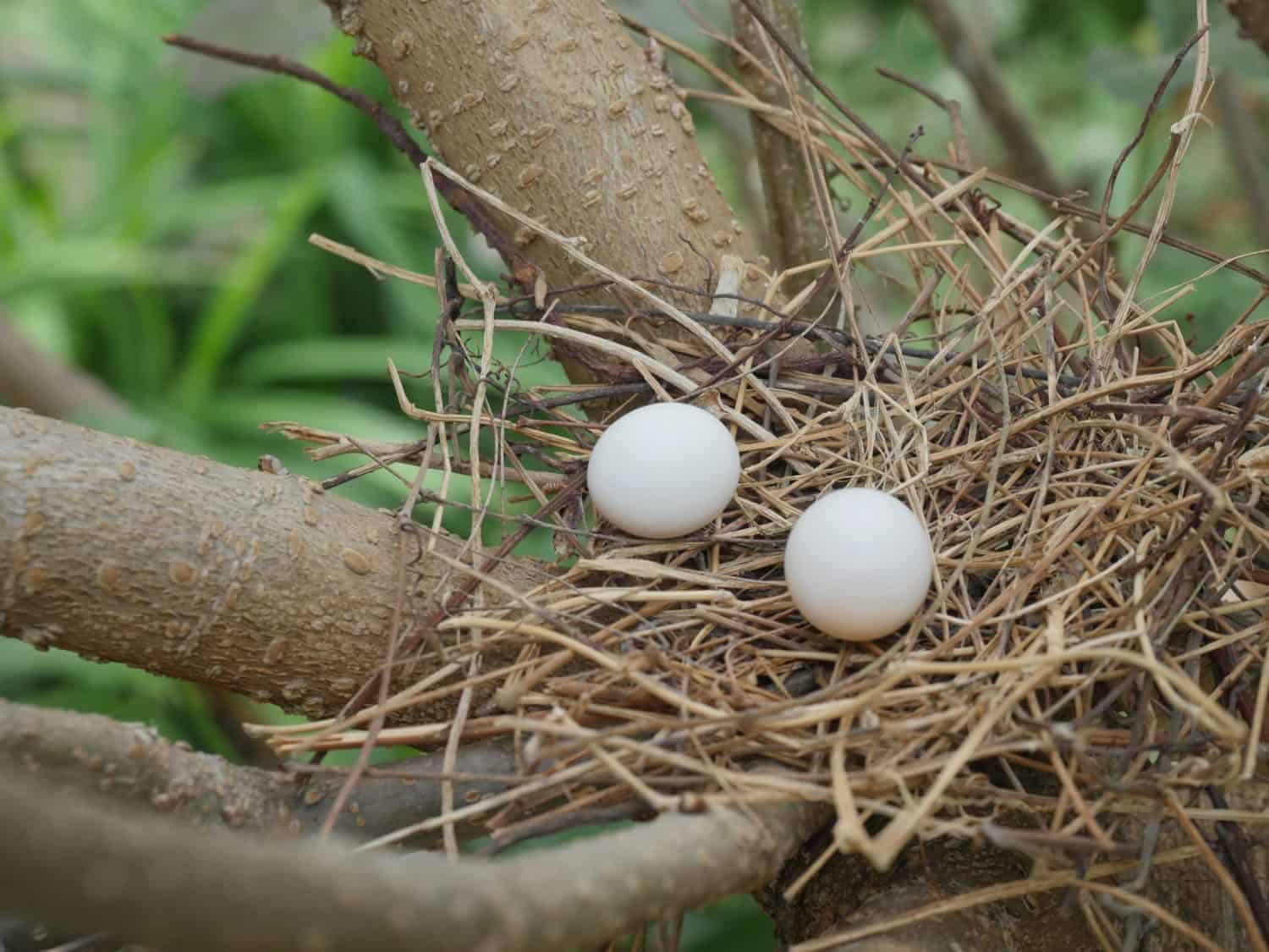 close up of dove's eggs in a nest on the wild mulberry tree in nature.