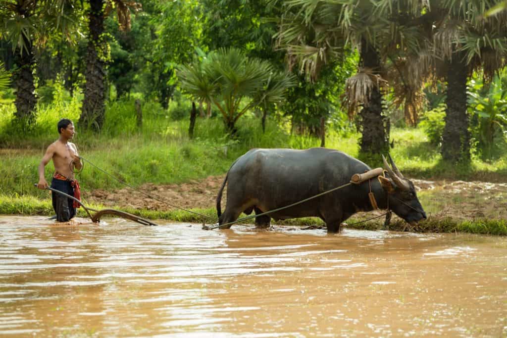 Thai farmer are working flowing with a buffalo in the rice field