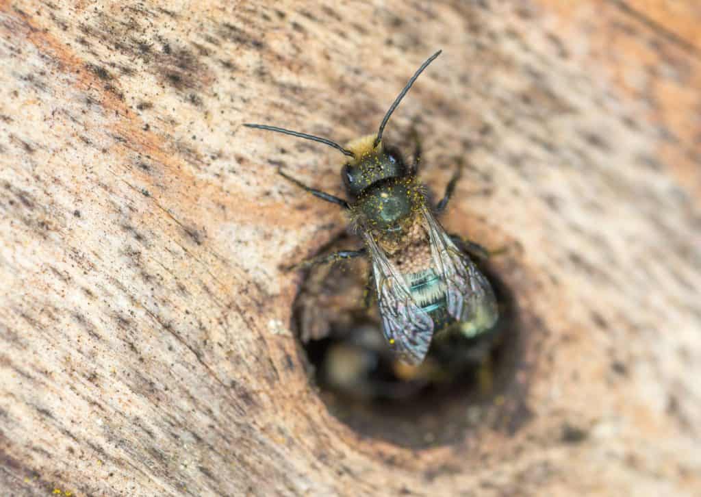 Blue Mason Bee (Osmia lignaria) with pollen mites (Chaetodactylis krombeini) emerging from winter nest