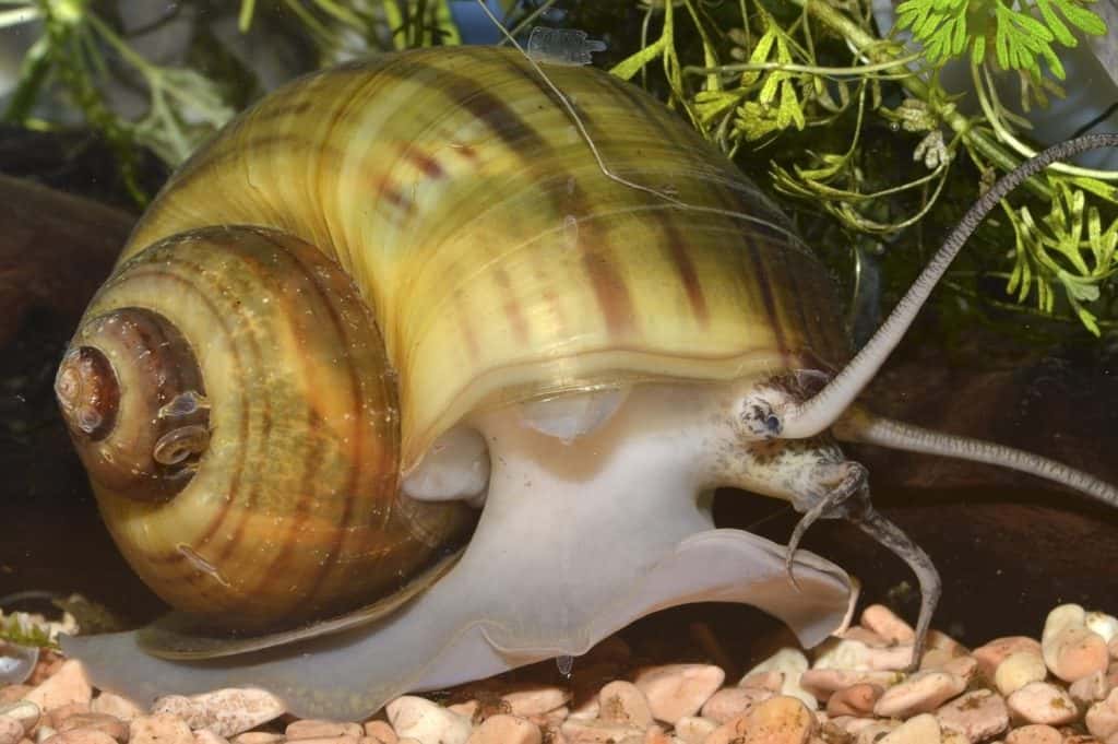 Pomacea maculata, a species of freshwater snails with gills and an operculum, gastropod mollusks in the family Ampullariidae, the apple snails