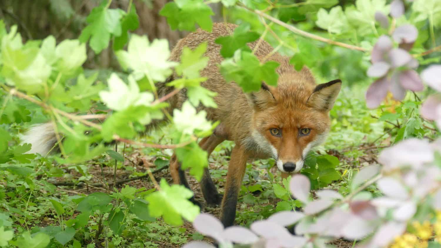 Red fox is lurking in the park