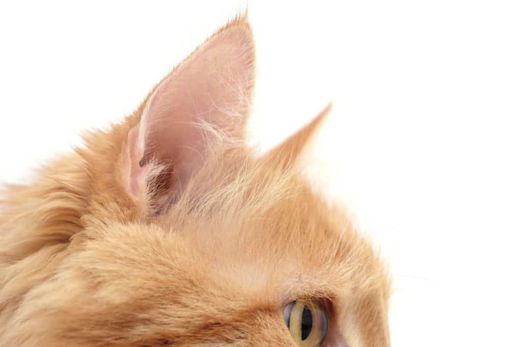 Cat ears on light background, closeup