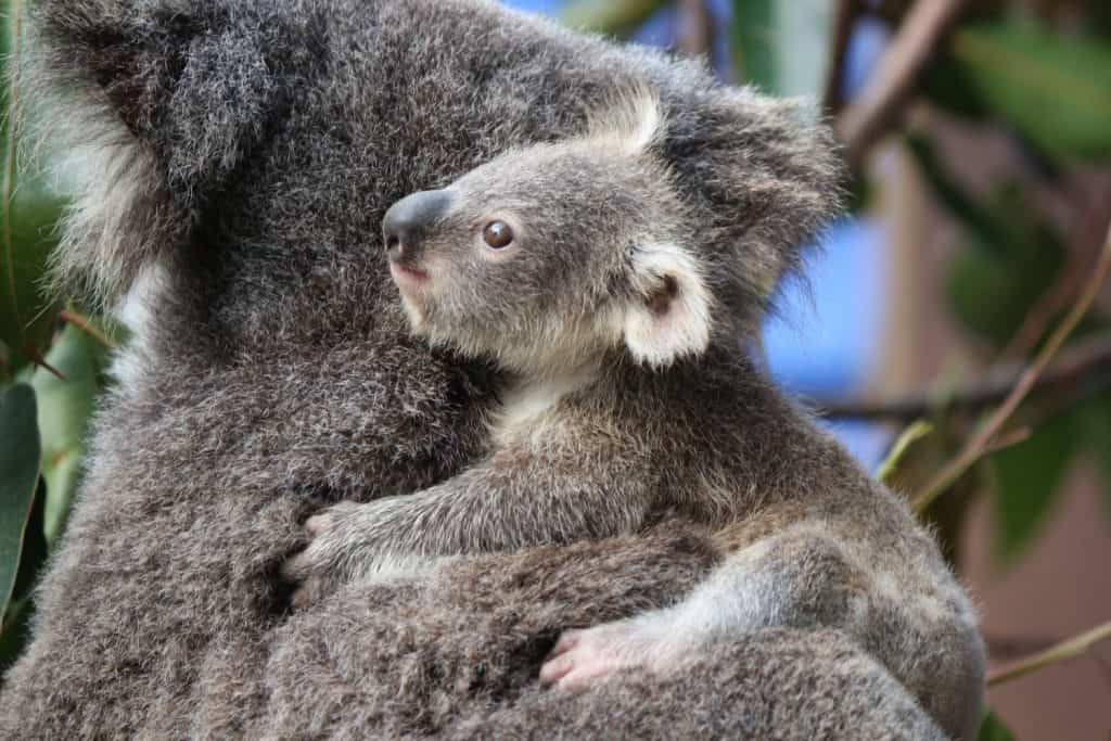 Baby koala bear in Sydney, Australia.