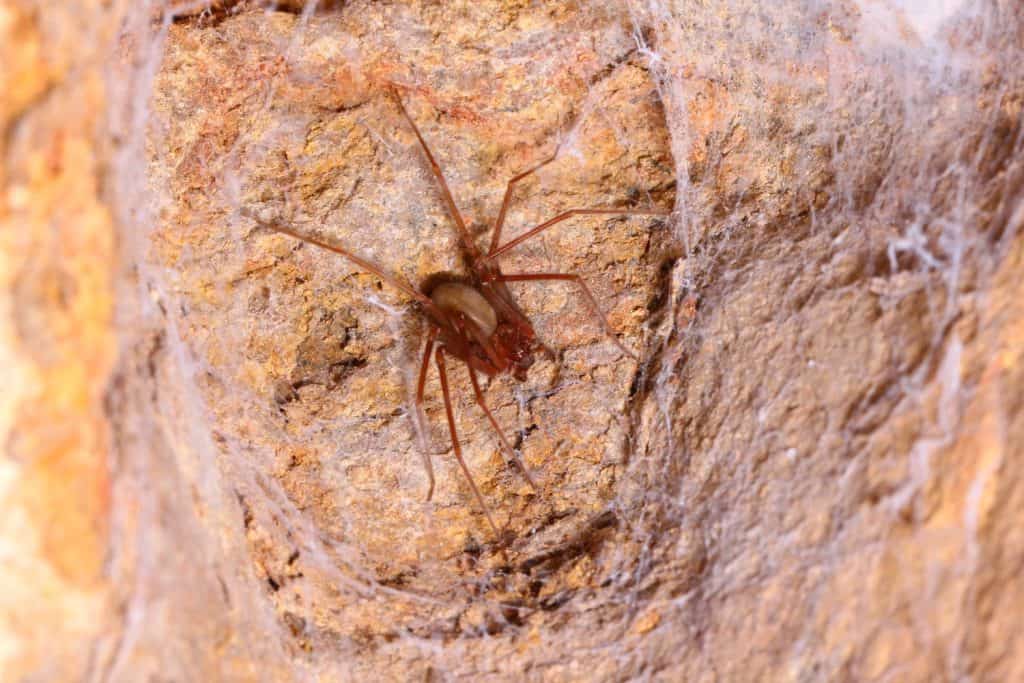 Brown recluse spider in habitat.