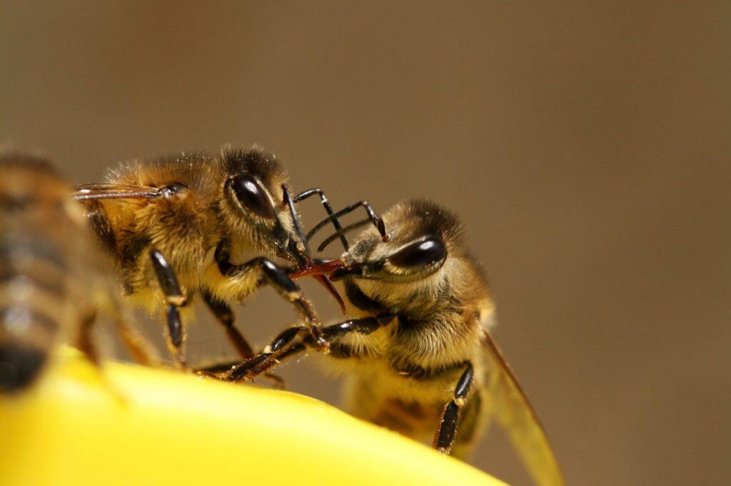 The Real Reason Bees Sting and Why They Die Afterward - A-Z Animals