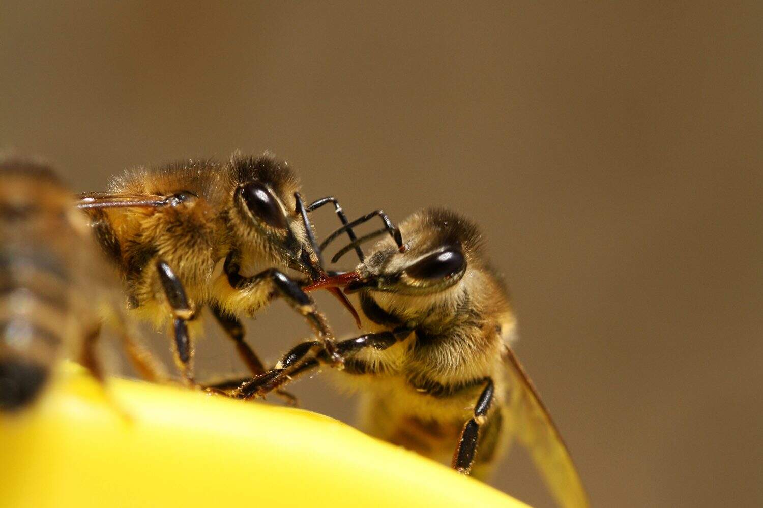 two bees fighting
