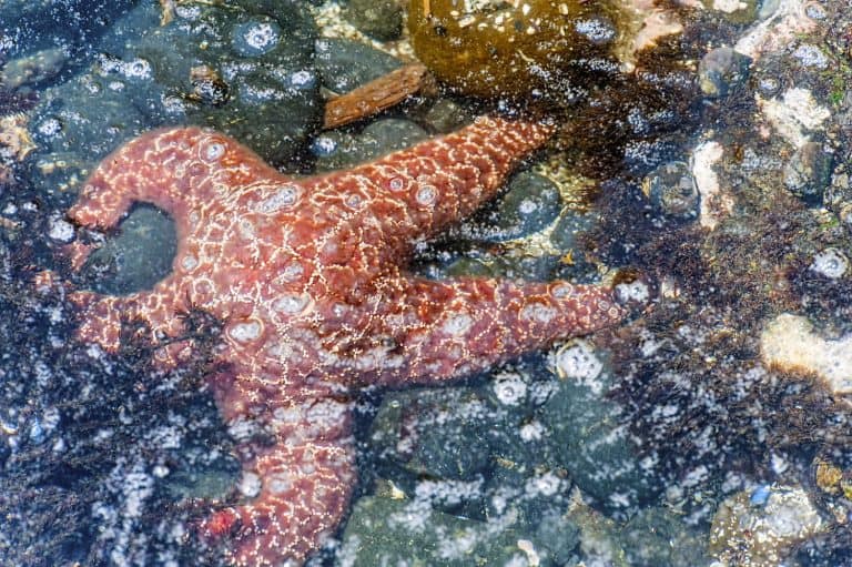 Closeup of Ochre Sea Star a rare find, now days, on the West Coast. Starfish have been affected by a wasting disease.