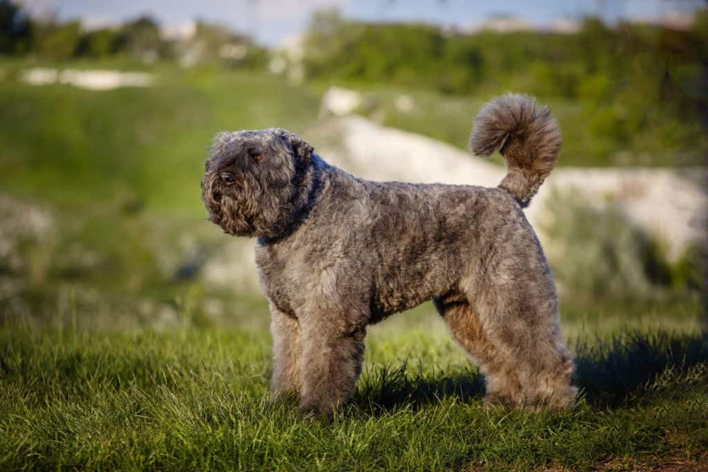 Bouvier des Flandres on a nature background.