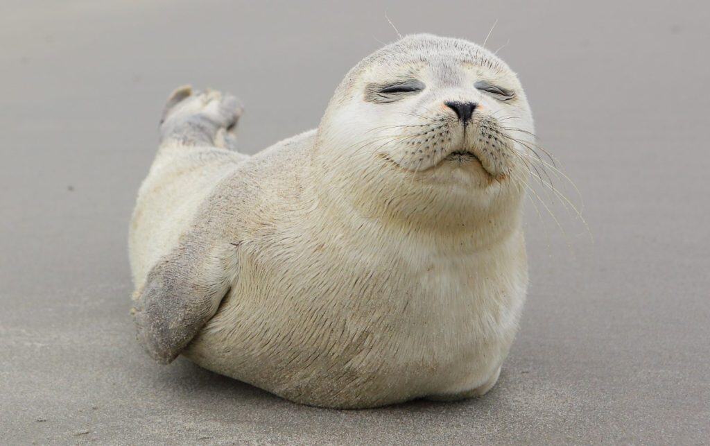 A young grey seal pup that's a total show-off, one with something of an outgoing personality, and who just seems to play to the camera. Iceland Ameland, Dutch.