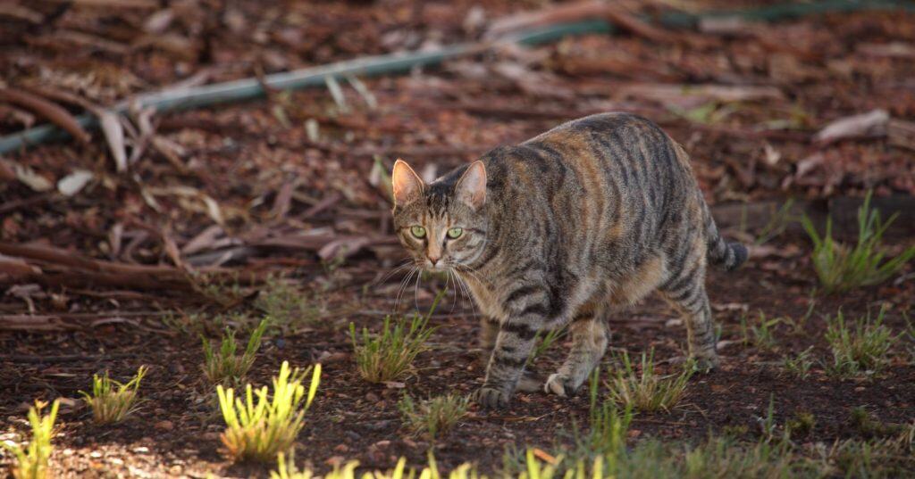 A feral cat in outback Australia.