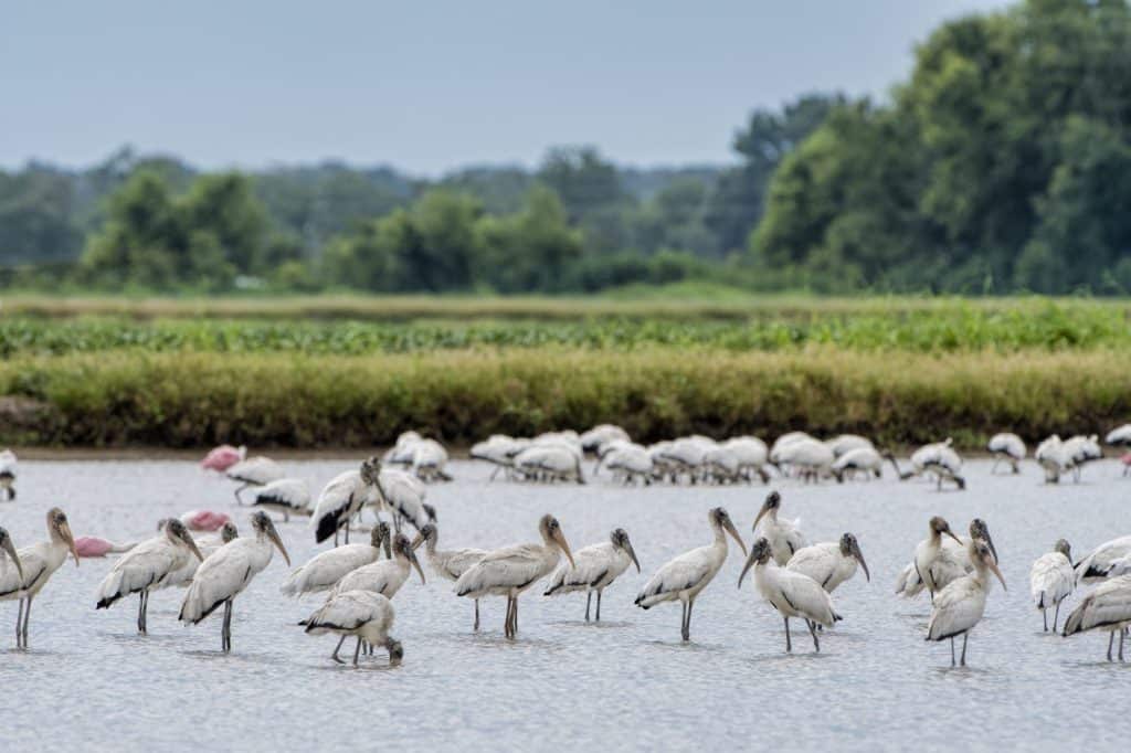 Flock of Wood Storks Foraging in Louisiana Rice Field in Mid July