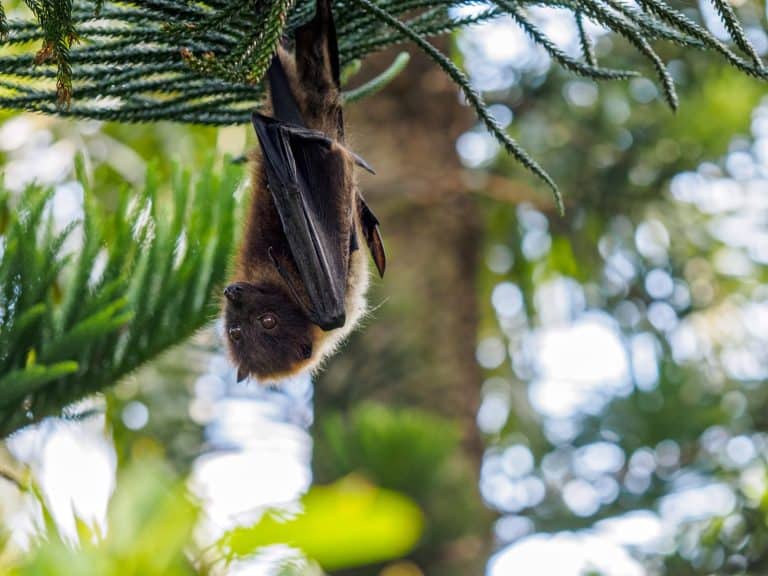 Ryukyu flying fox fruit bat