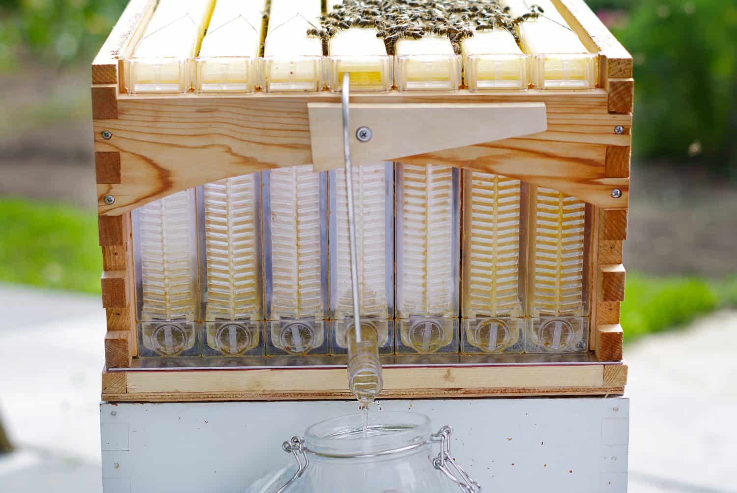Extracting natural honey from beehive